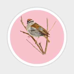 Perched Chipping Sparrow Magnet